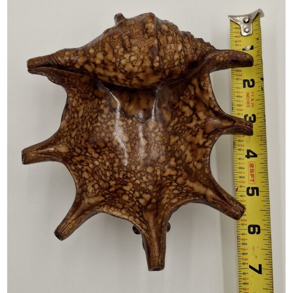 Shell Decorative Beach Decor Conch Trinket Box with Lid  Jewelry Key Dish Resin - Picture 12 of 16